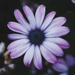 Duo Nutrition Bio Neia Patrice Mulato -Hair Care Soldes duo nutrition bio neia patrice mulato 3