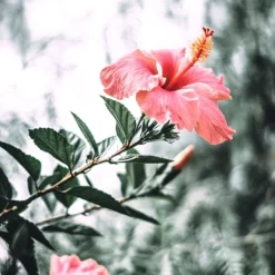 Masque Couleur N°5 Back-bar Farmavita 250ML -Hair Care Soldes masque couleur n5 back bar farmavita 250ml 2