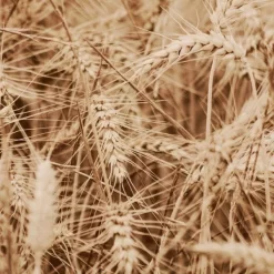 Shampooing Clarifiant Origine Kératine Patrice Mulato 500ML 5 Shampooing Clarifiant Origine Kératine Patrice Mulato 500ML -Hair Care Soldes shampooing clarifiant origine keratine patrice mulato 500ml 2