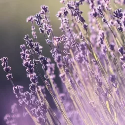 Shampooing Quotidien Douceur Back-bar Farmavita 1L -Hair Care Soldes shampooing quotidien douceur back bar farmavita 1l 2